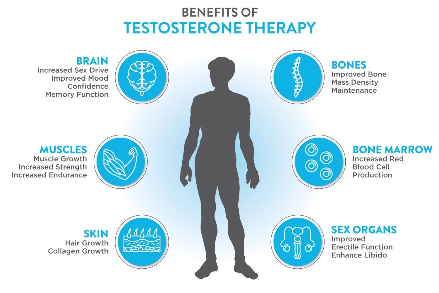 Illustration of testosterone's role in the body.